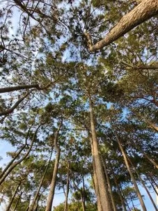 EMPRESA TALAY PODA EN ALTURA DE ÁRBOLES