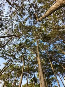 EMPRESA TALAY PODA EN ALTURA DE ÁRBOLES